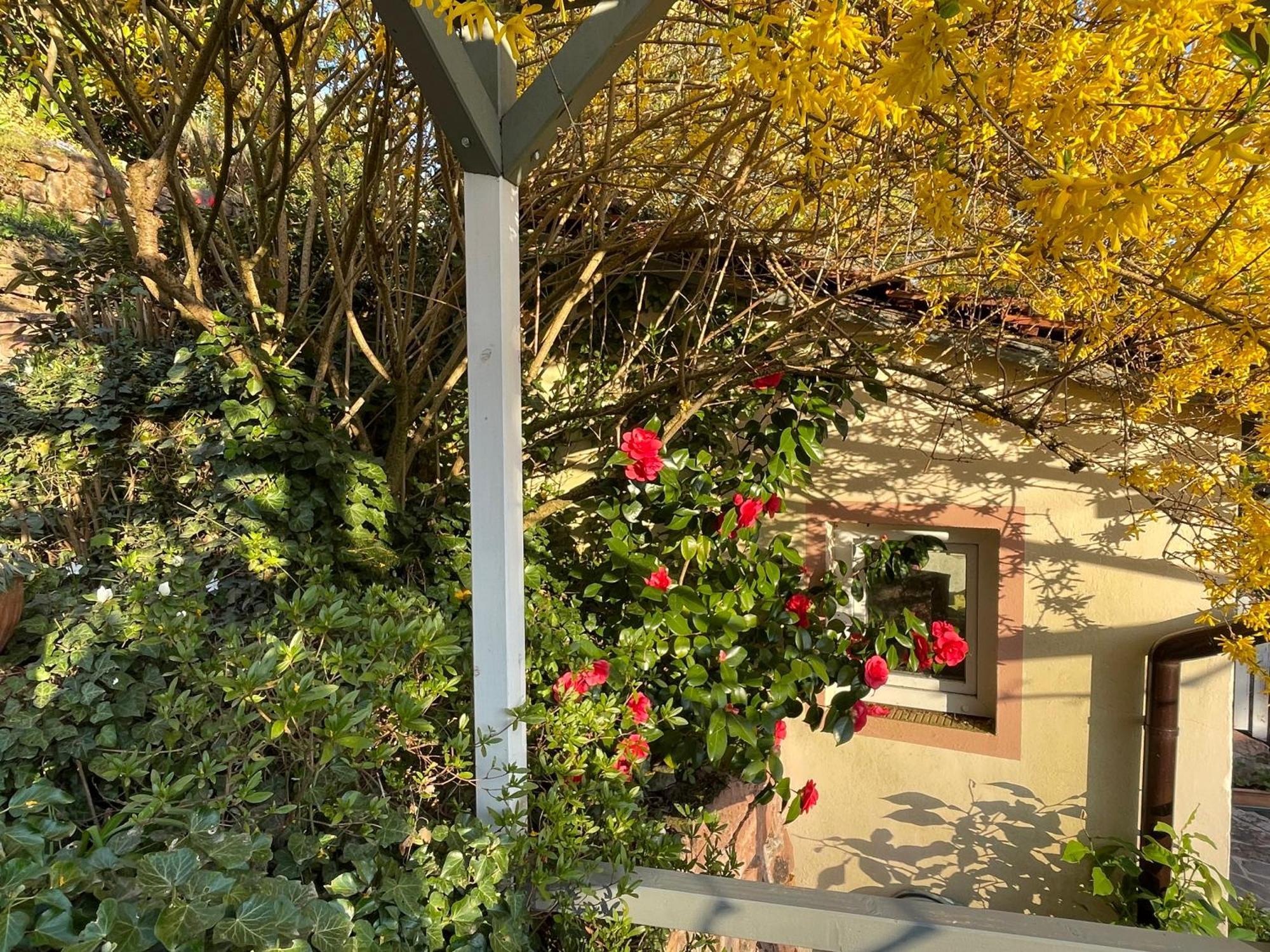 Am Berggarten Heidelberg Kültér fotó